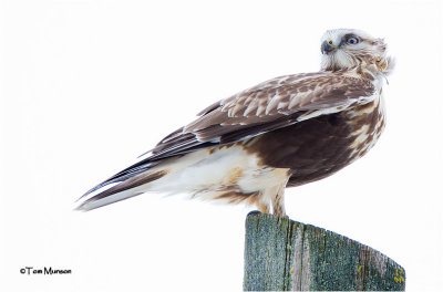  Rough-legged Hawk