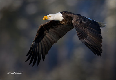  Bald Eagle