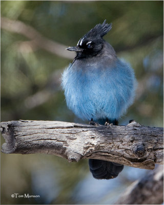 Steller's Jay