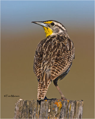  Western Meadowlark