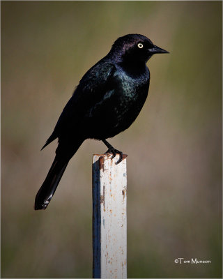  Brewer's Blackbird