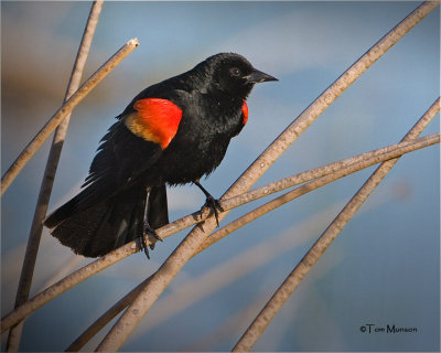  Red-winged Blackbird