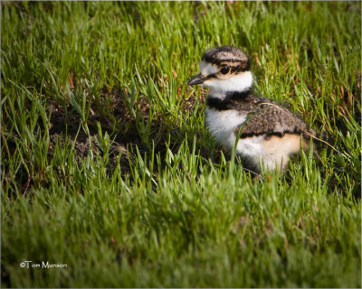  Killdeer ( hatchling)