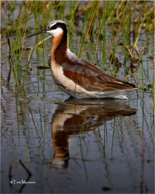 Wilsons Phalarope (female)