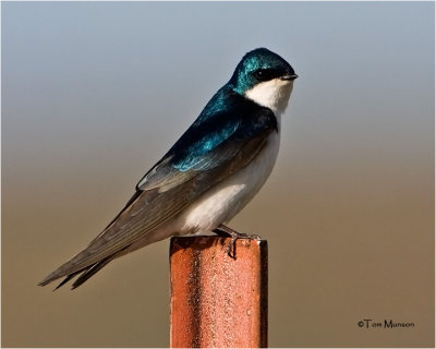  Tree Swallow