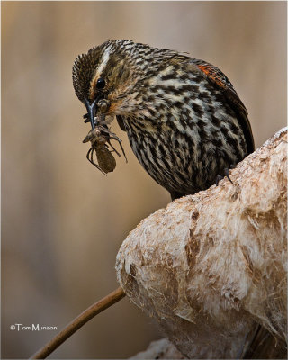  Red-winged Blackbird 