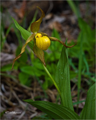  Yellow Ladyslipper (orchid)