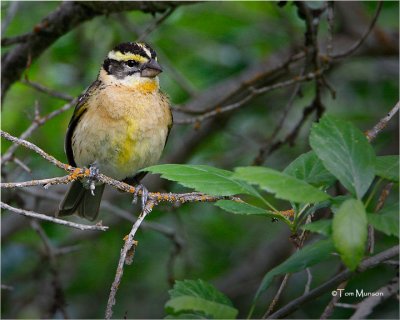  Black-headed Grosbeak