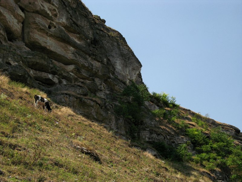 Cow grazing below the cliff face