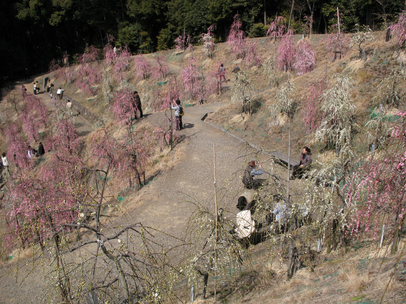 Visitors resting among the ume