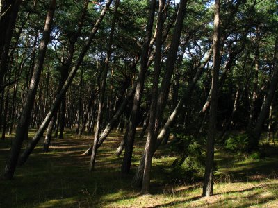 Bent pine forest on the spit