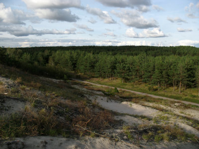 Pine forest stretching to the horizon