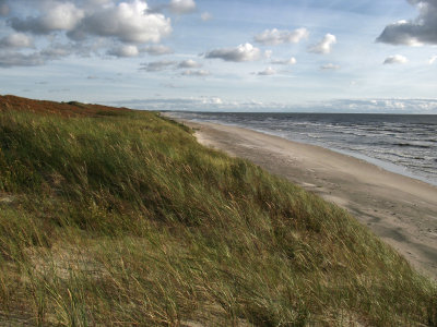 Windblown grass and the empty strand