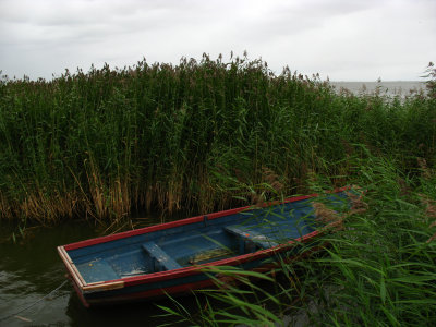 Tied up boat amongst the reeds