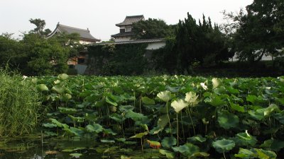 Overgrown lilies outside Maizuru-kōen