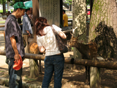 Couple feeding a deer in Nara-kōen