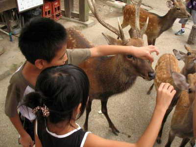 Taunt the pack of deer