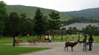 Tourists and deer herd on Ukigumo-enchi