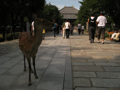 Doe on the path to Tōdai-ji