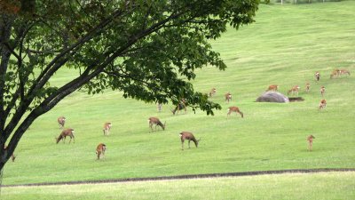 Deer grazing on the slope of Wakakusa-yama