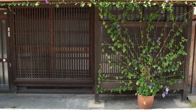 Neatly arranged ivy at a machiya entrance