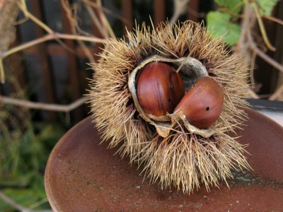 Chestnut display