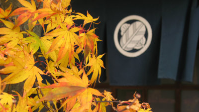 Yellow maple leaves and decorative banner