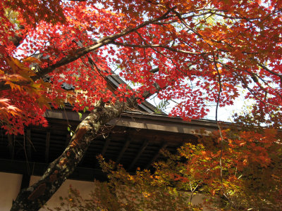 Red and yellow maple leaves beside the temple