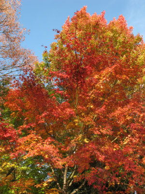 Fiery Japanese maple in the grounds