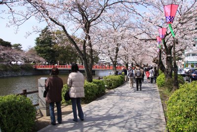 Moatside path under the cherry blossoms