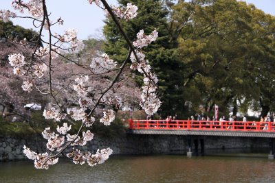 Sakura branch and bridge over the moat