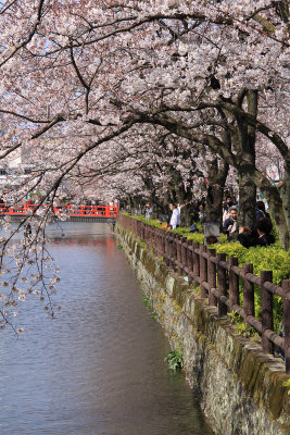 Sakura branches hanging over the moat