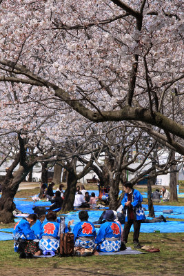 Festival participants under the sakura