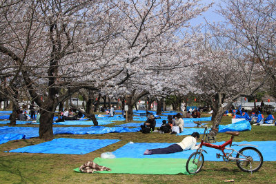 Hanami tarps lying in wait