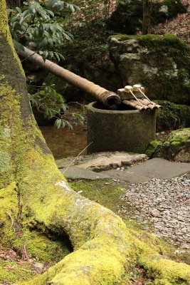 Small temizuya and moss-covered tree