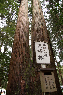 Meoto-sugi (twinned Japanese cedar)