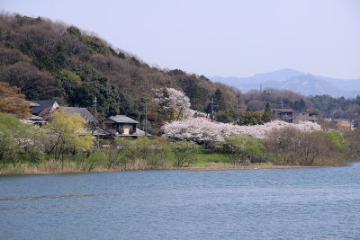 Cherry blossoms across the Seta-gawa