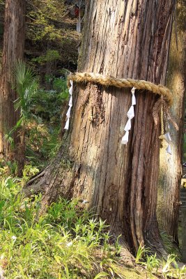 Old cedar with paper streamers