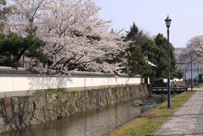 Rebuilt wall and cherry blossom outside the park