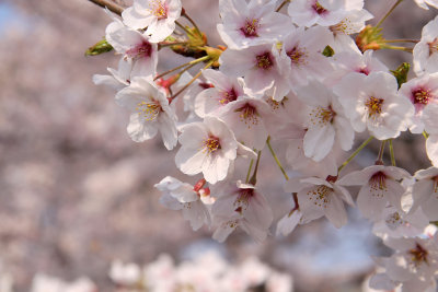 Sakura blossom detail