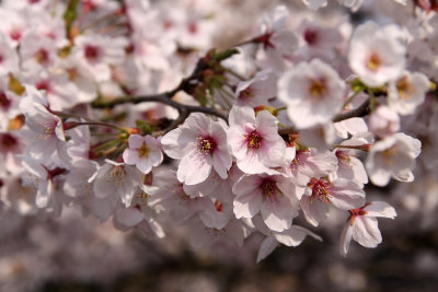 Sakura blossom detail #2