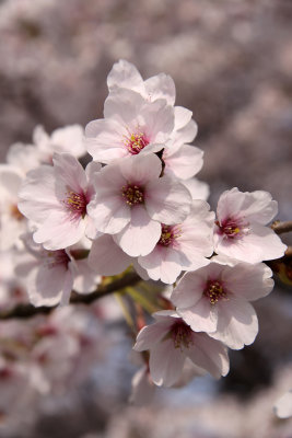 Sakura blossom detail #3