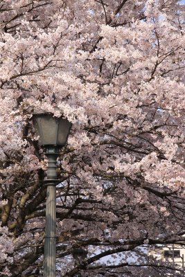 Lantern wreathed in cherry blossoms