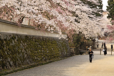 Temple wall and overhanging sakura