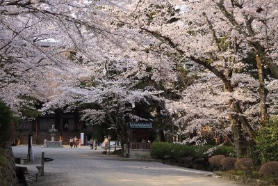 Sakura-lined main path in Mii-dera