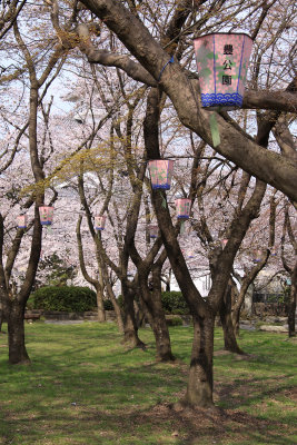 Cherry blossoms and lanterns, Hō-kōen