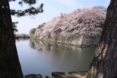 Sakura-framed walls beside the moat