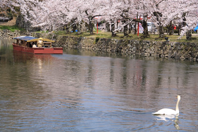 Swan watching a yakata-bune tourist boat