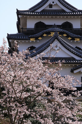Rear facade of the donjon and sakura
