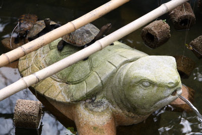 Turtles both carved and real